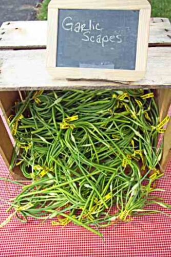 Fermented Garlic Scape Paste Recipe